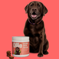 Dog Supplements