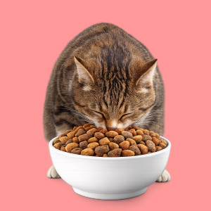 Dry Cat Food